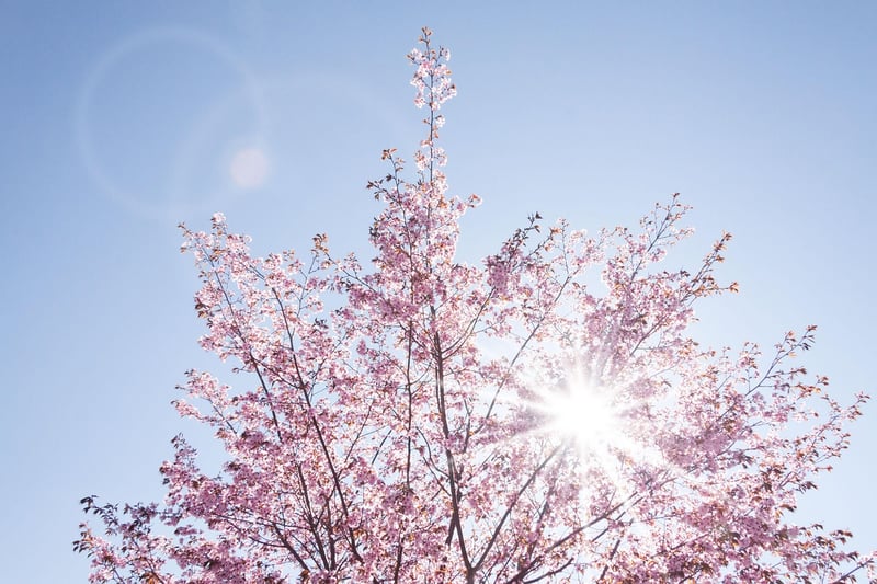 Sunlight in Garden