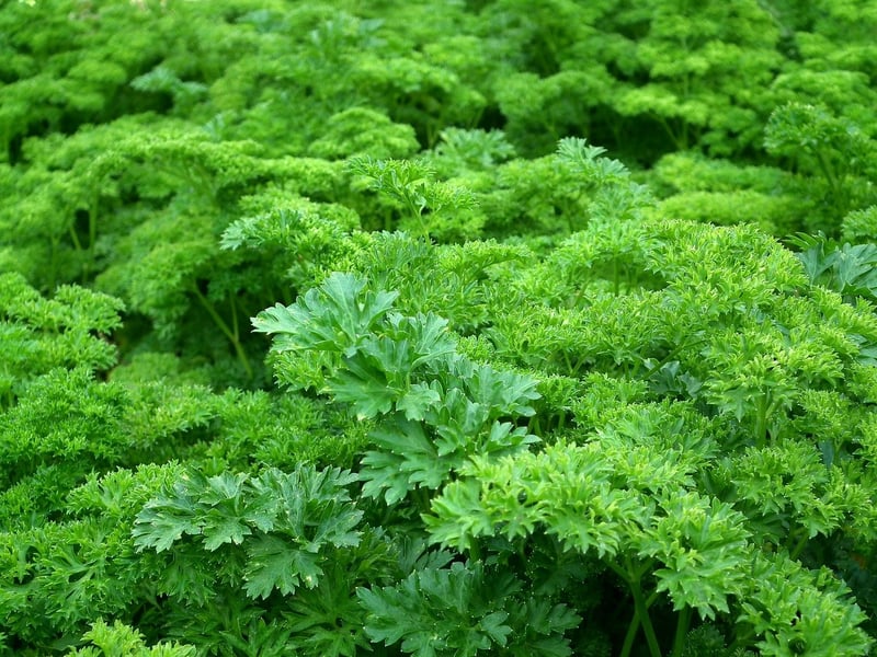 Vertical Herb Garden